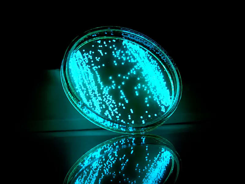 Khuẩn Vibrio harveyi