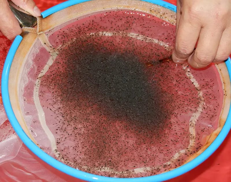 Kiểm tra PCR cho tôm giống