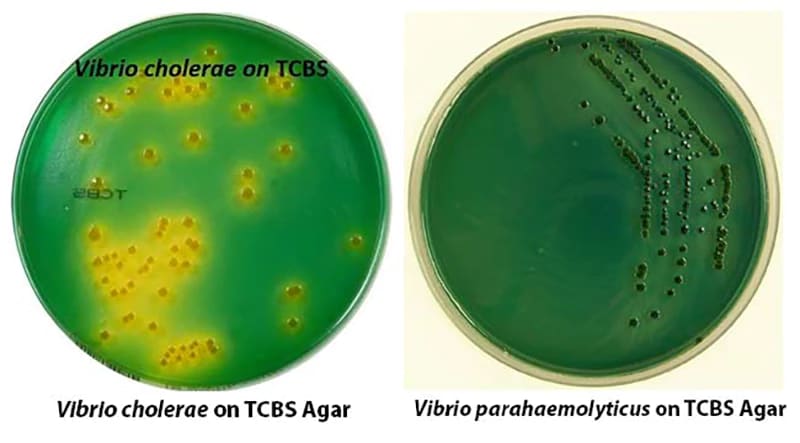 Vibrio parahaemolyticus