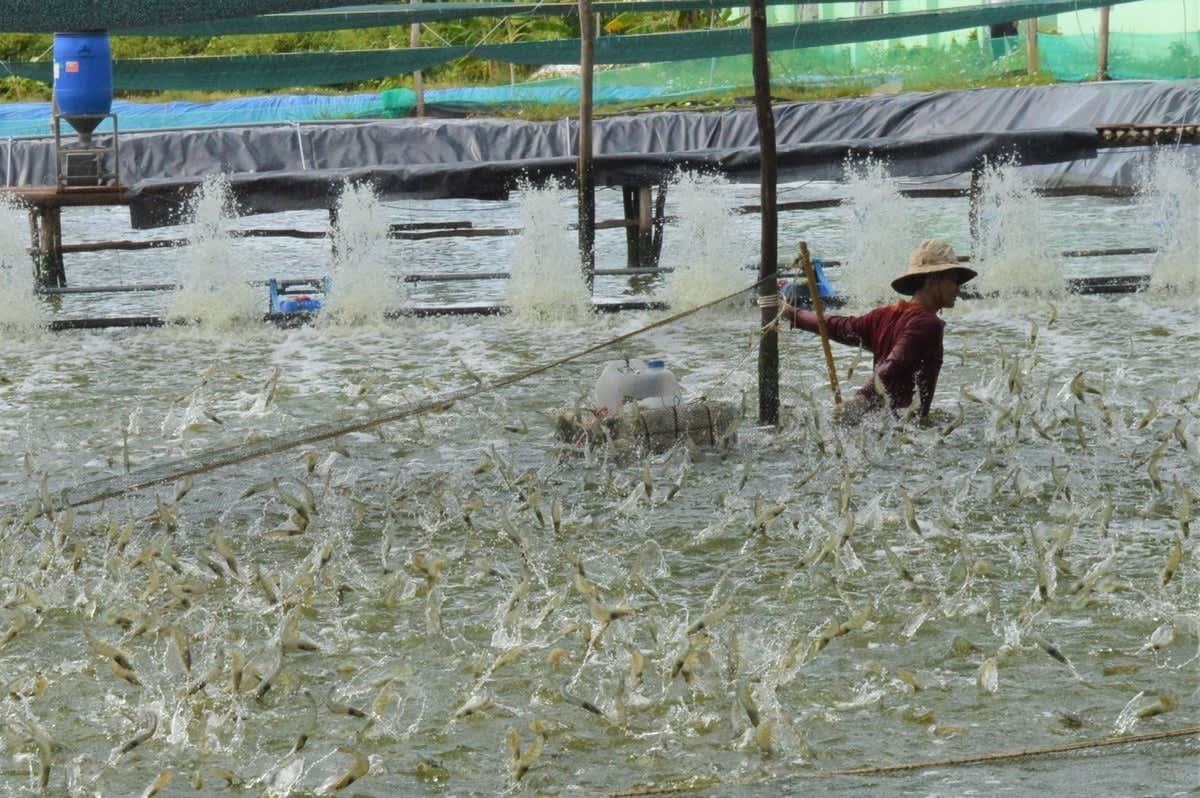 Nuôi tôm mật độ cao cần quản lý chất hữu cơ và đáy ao