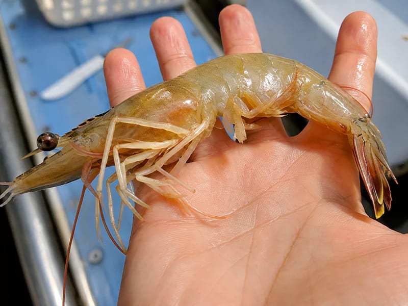 Tôm bị mềm vỏ