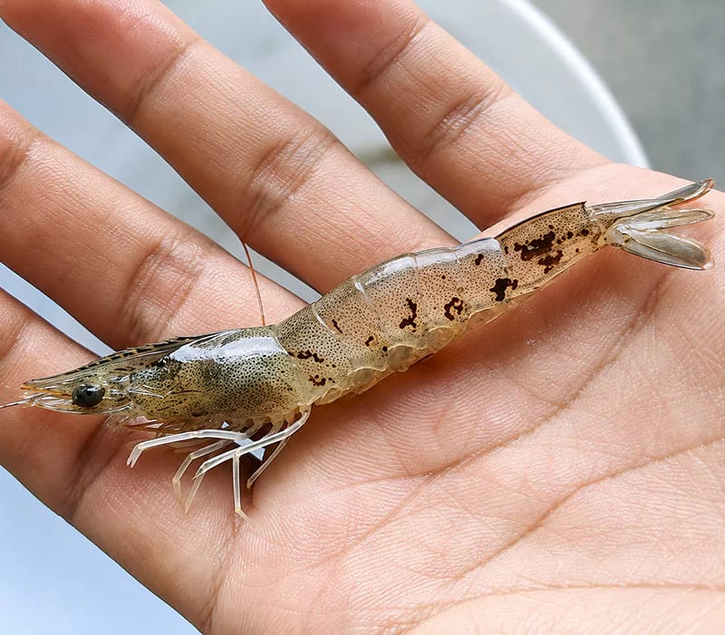 Nguyên nhân tôm bị đốm đen