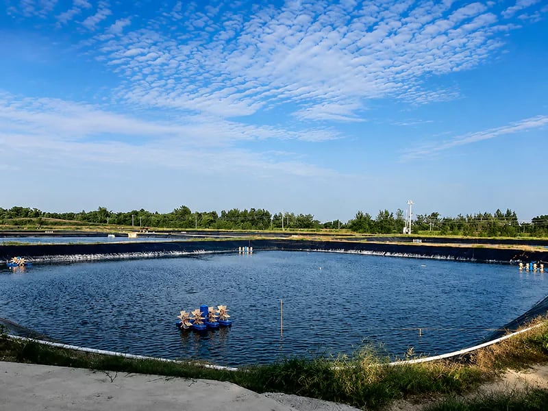 Nước đẹp sẽ giúp tôm khỏe