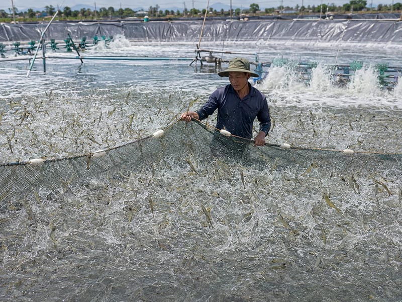 Nuôi tôm mật độ cao