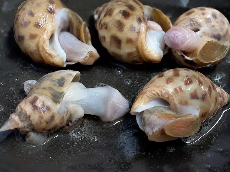 Ốc hương bị sung vòi bỏ vỏ do Vibrio