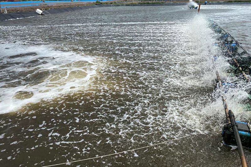 Môi trường ao cũng là tác nhân gây bệnh gan trên tôm