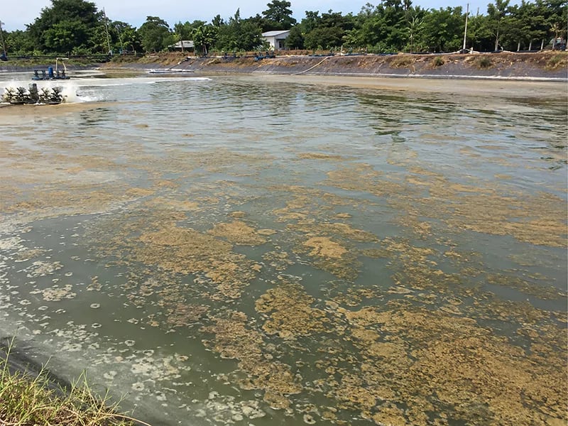 Tảo tàn trong ao nuôi