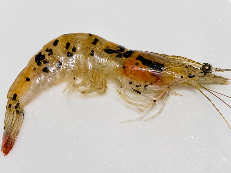 Tôm bị bệnh Taura