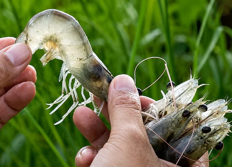 Tôm bị cong thân