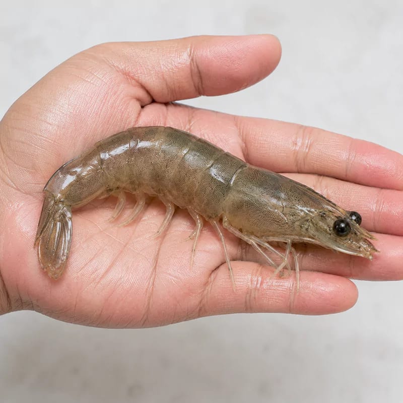 Tôm bị cụt râu