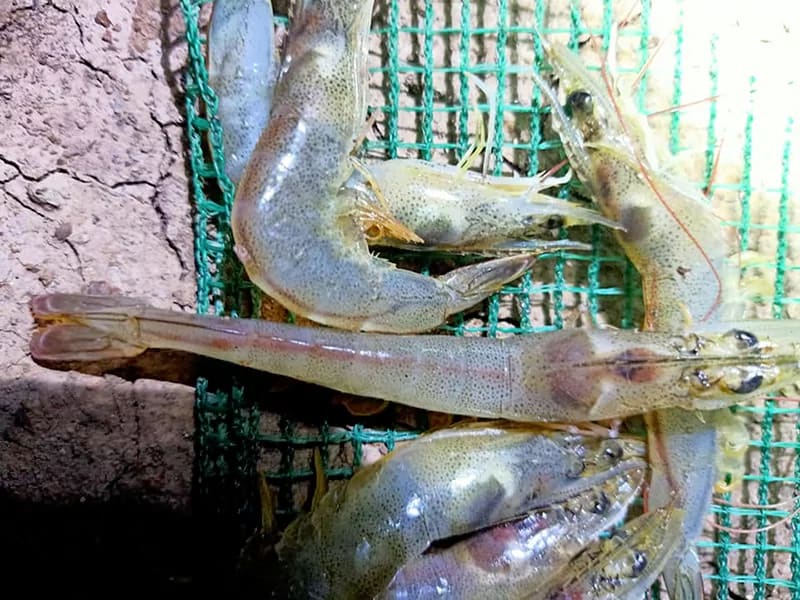 Tôm bị bệnh gan