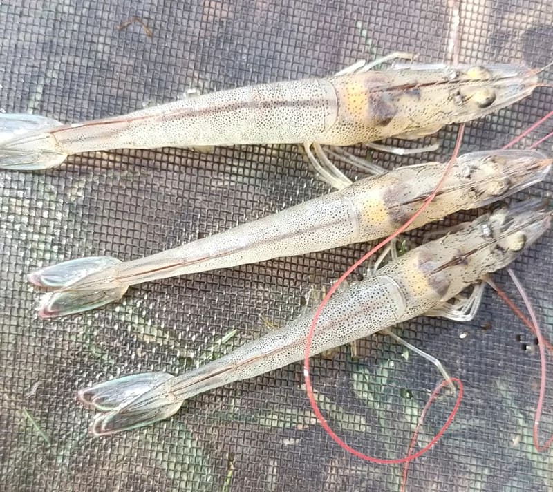 Tôm bị gan