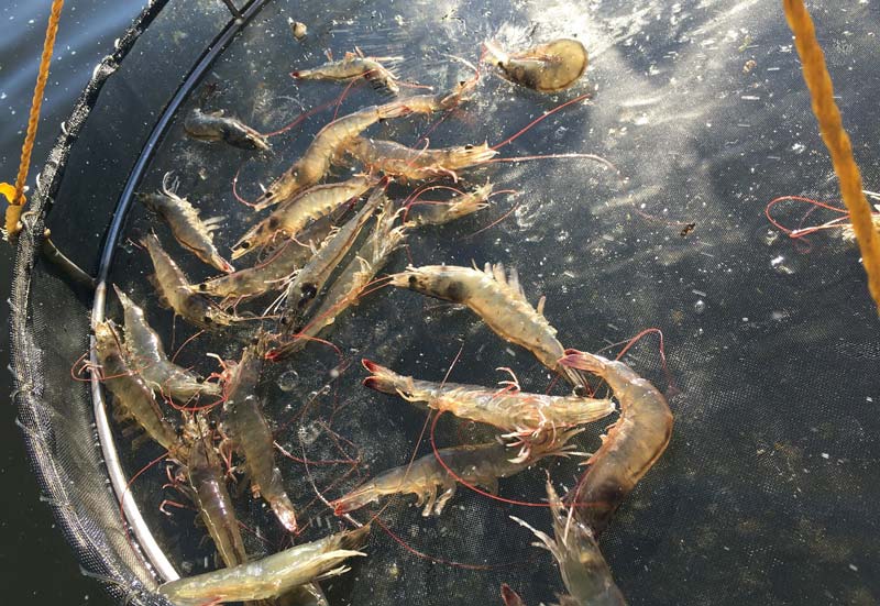 Tôm chậm lớn