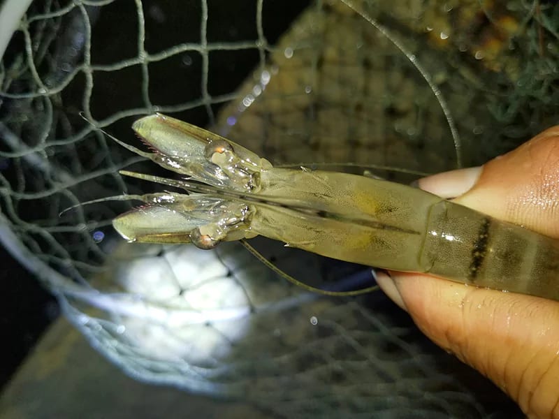 Tôm sú bị vàng gan