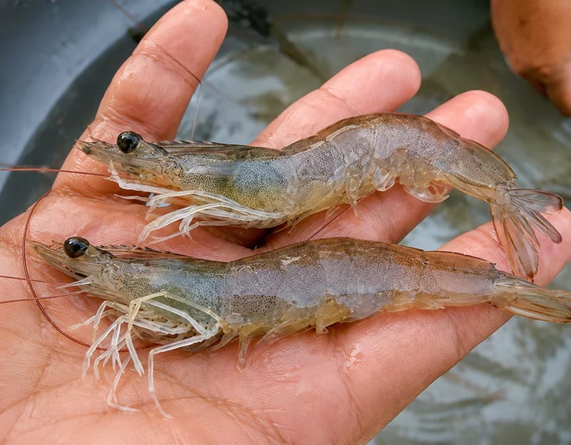 Tôm thẻ bị cong thân