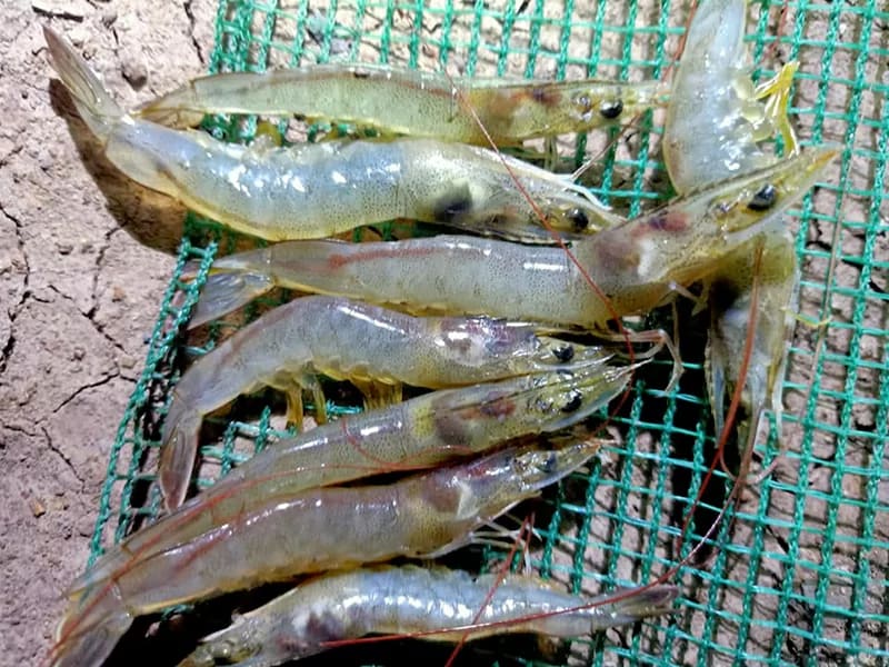 Tôm thẻ bị đỏ thân