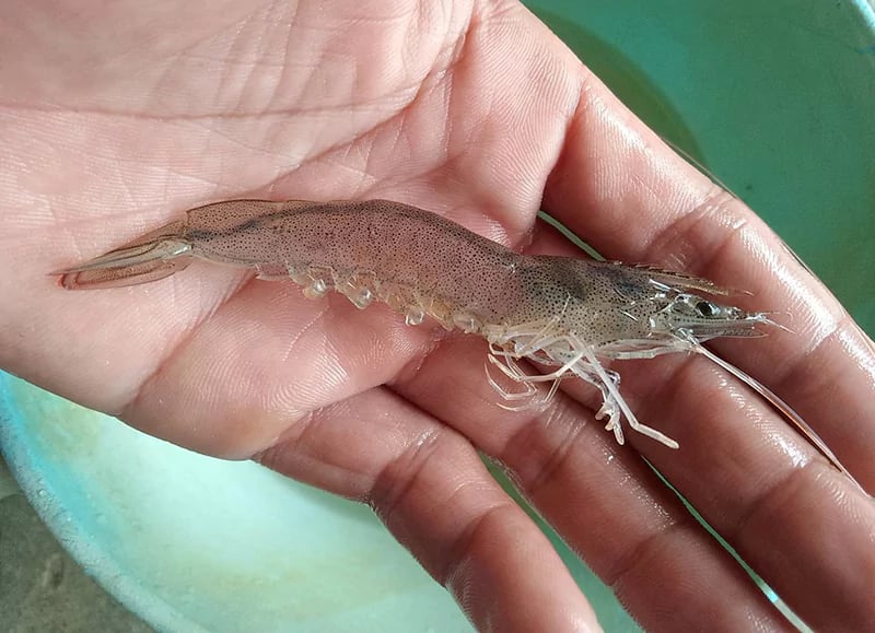 Tôm thẻ bị mủ gan