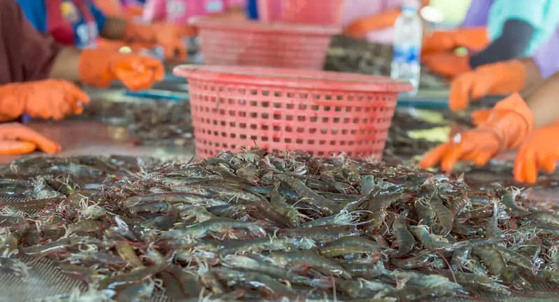 Tôm thẻ chân trắng xuất khẩu