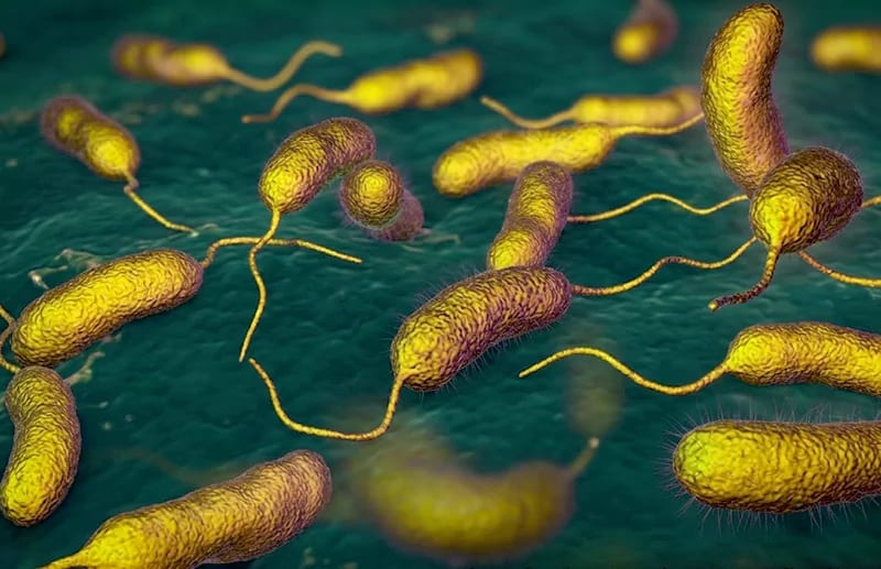 Vibrio parahaemolyticus