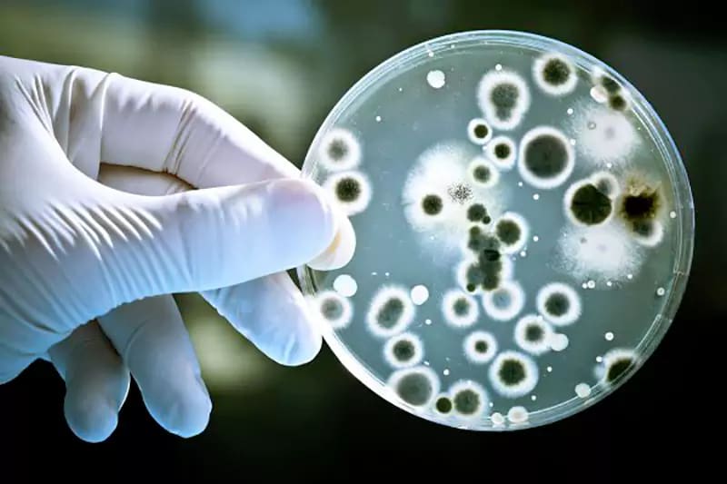 Vi khuẩn Vibrio trong nước