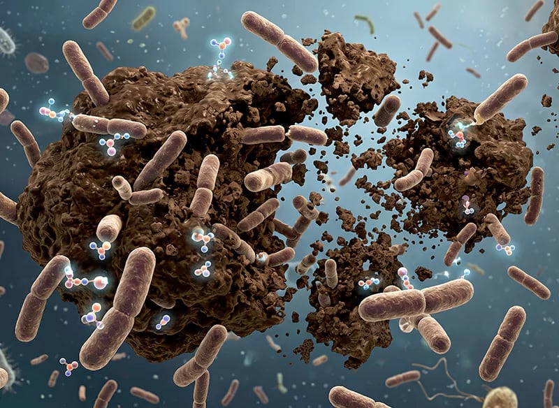 Vi sinh Bacillus