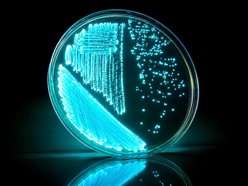 Vibrio harveyi là thủ phạm chính của bệnh phát sáng ở tôm