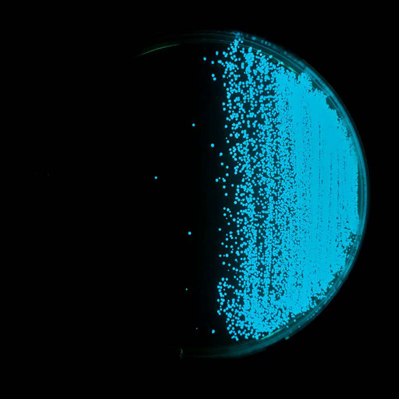 Vibrio harveyi trên đĩa TBCS