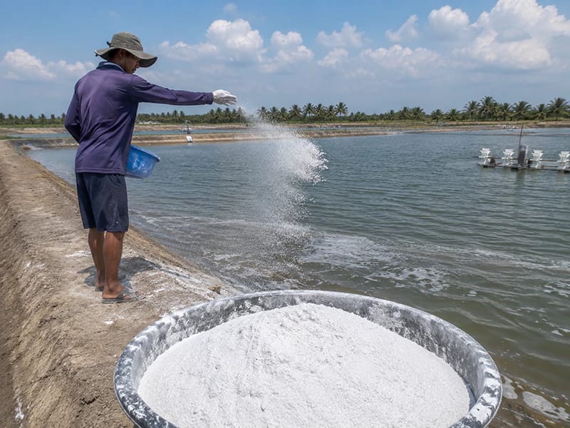 Vôi giúp xử lý phèn trong ao nuôi