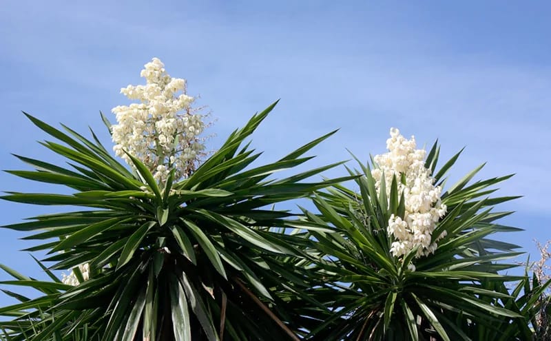 Cây Yucca