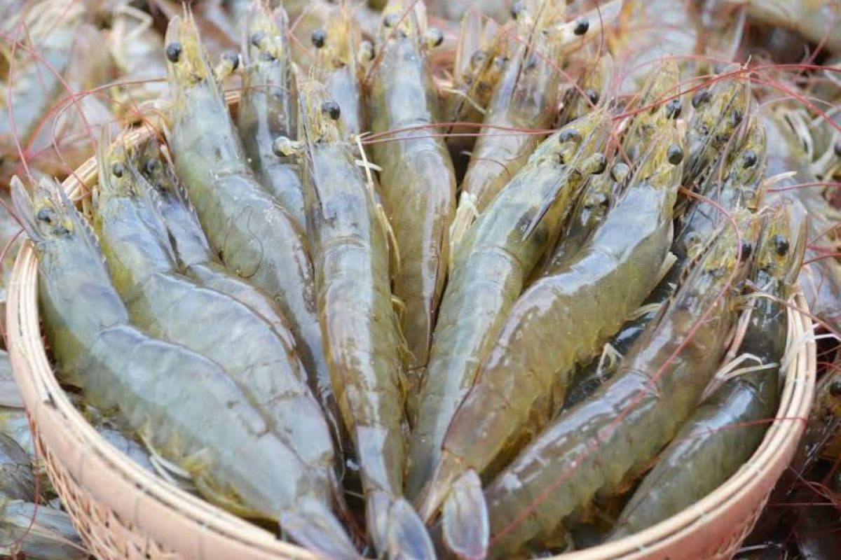 Thủy sản Việt Nam 