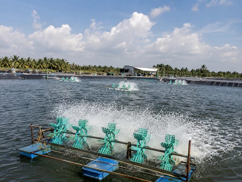 Quạt nước nuôi tôm
