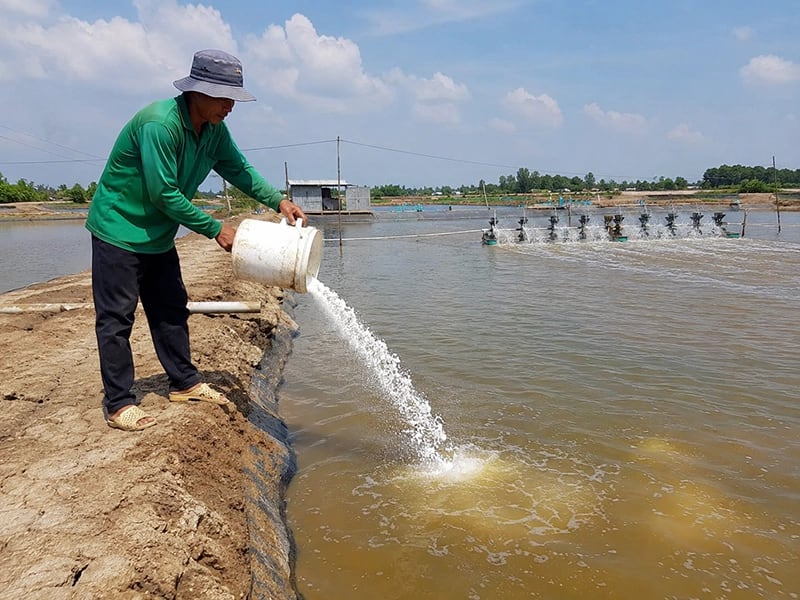 Cách hạ phèn trong ao nuôi tôm