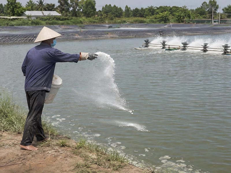 Chlorine xử lý nước ao cá
