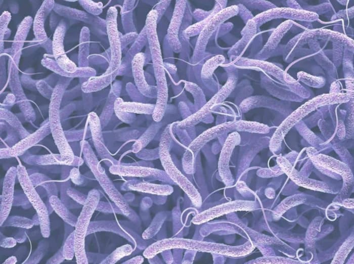 Vi khuẩn Vibrio