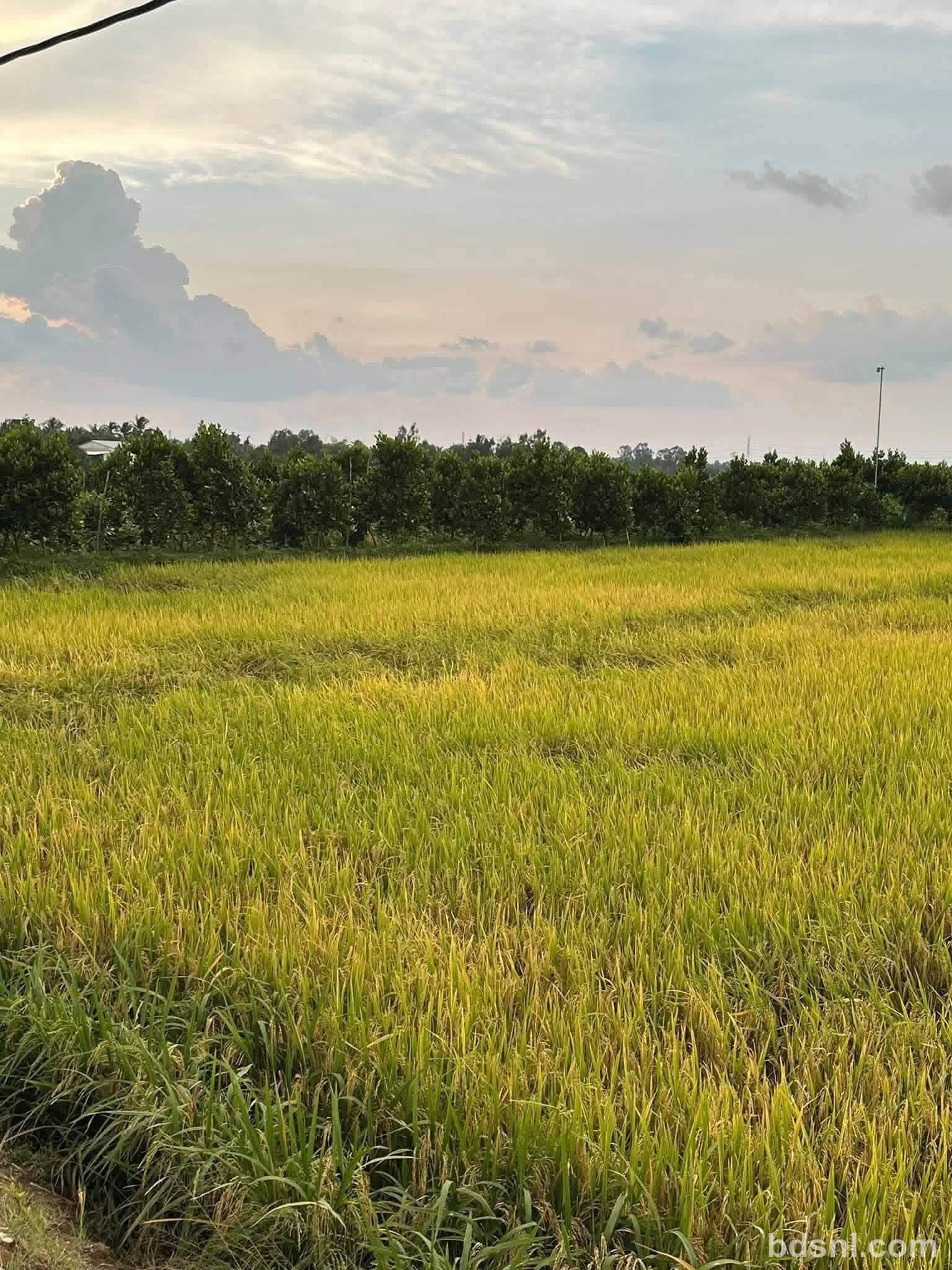 Cần bán
