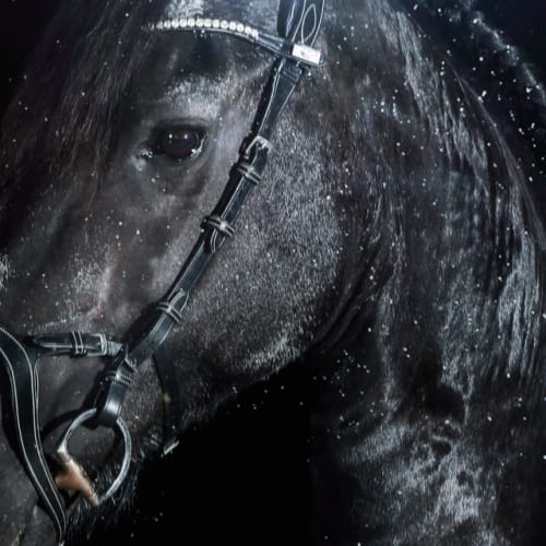 Turisti (feat. Turisti) cover