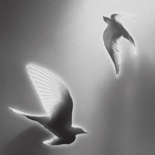 everything u are cover