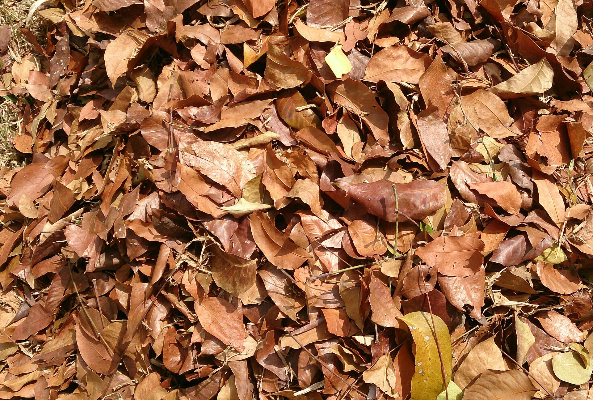 Hojarasca curada