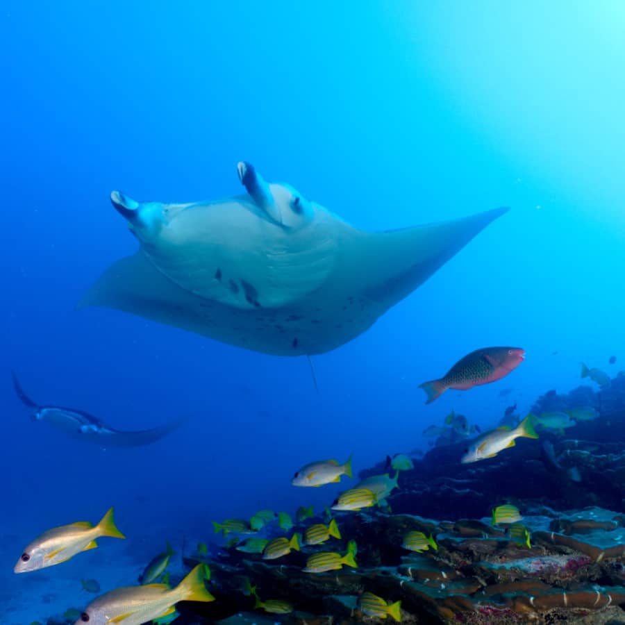 Snorkeling Adventures