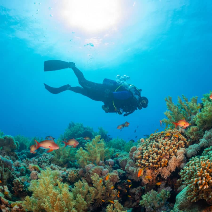 Diving