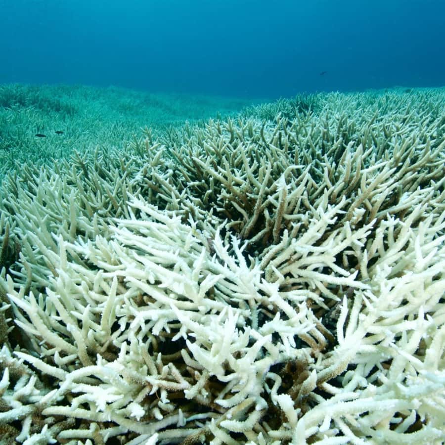 Coral Reef Conservation