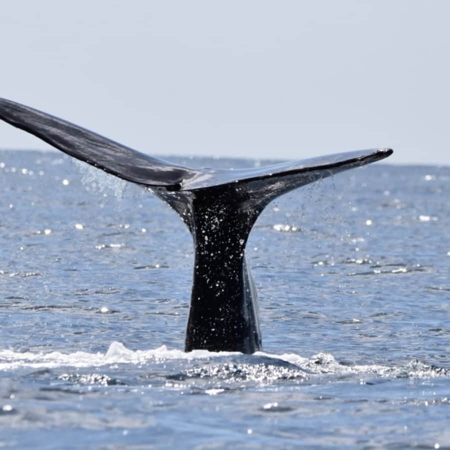 Swimming with the Whales