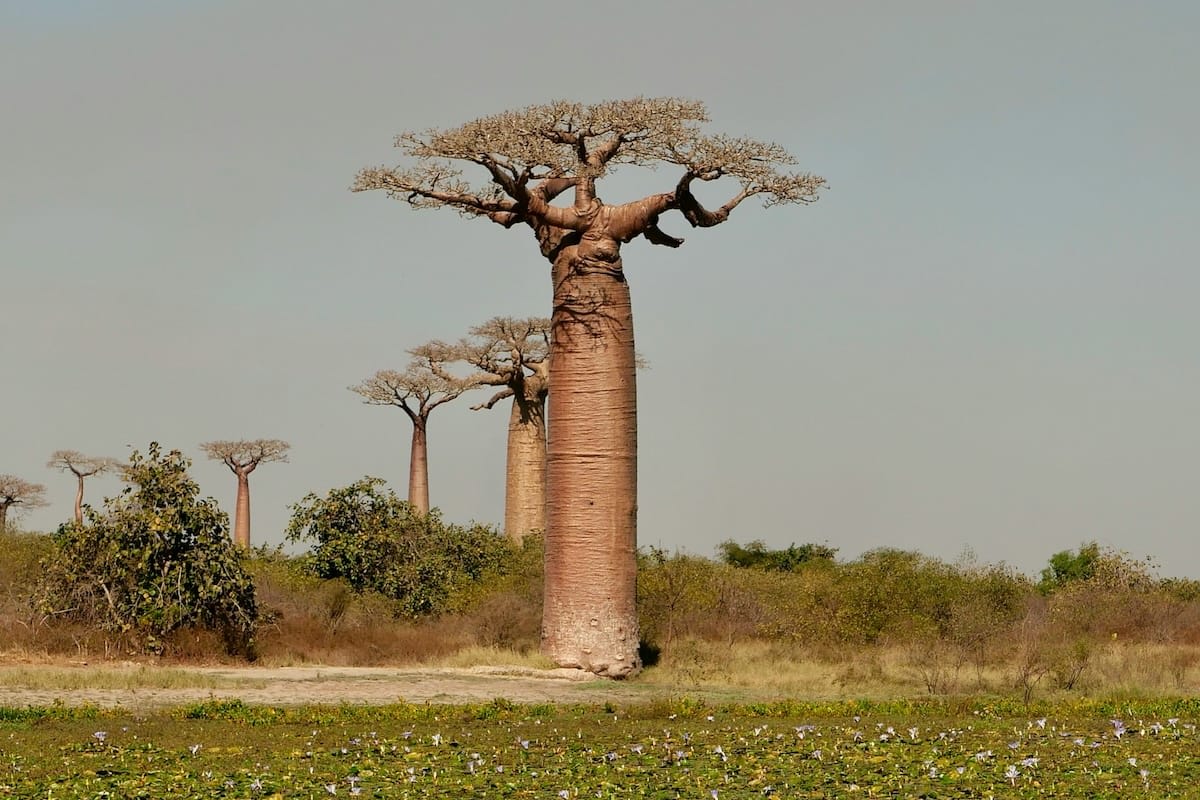 Plant baobab saplings and support Madagascar's iconic tree restoration ...