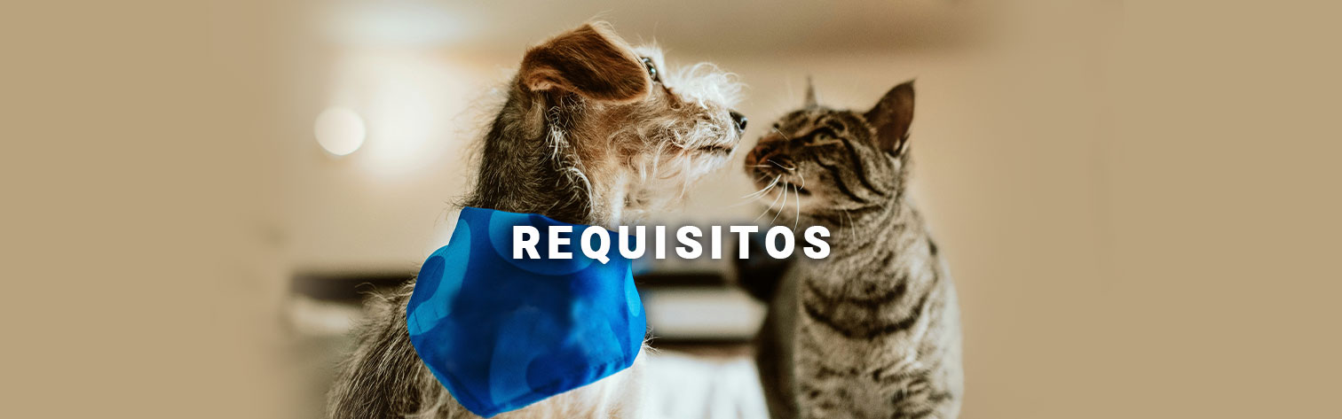 Requisitos para adoptar un perrito