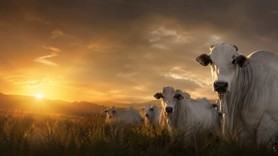 Nelores PO em pasto ao pôr do sol