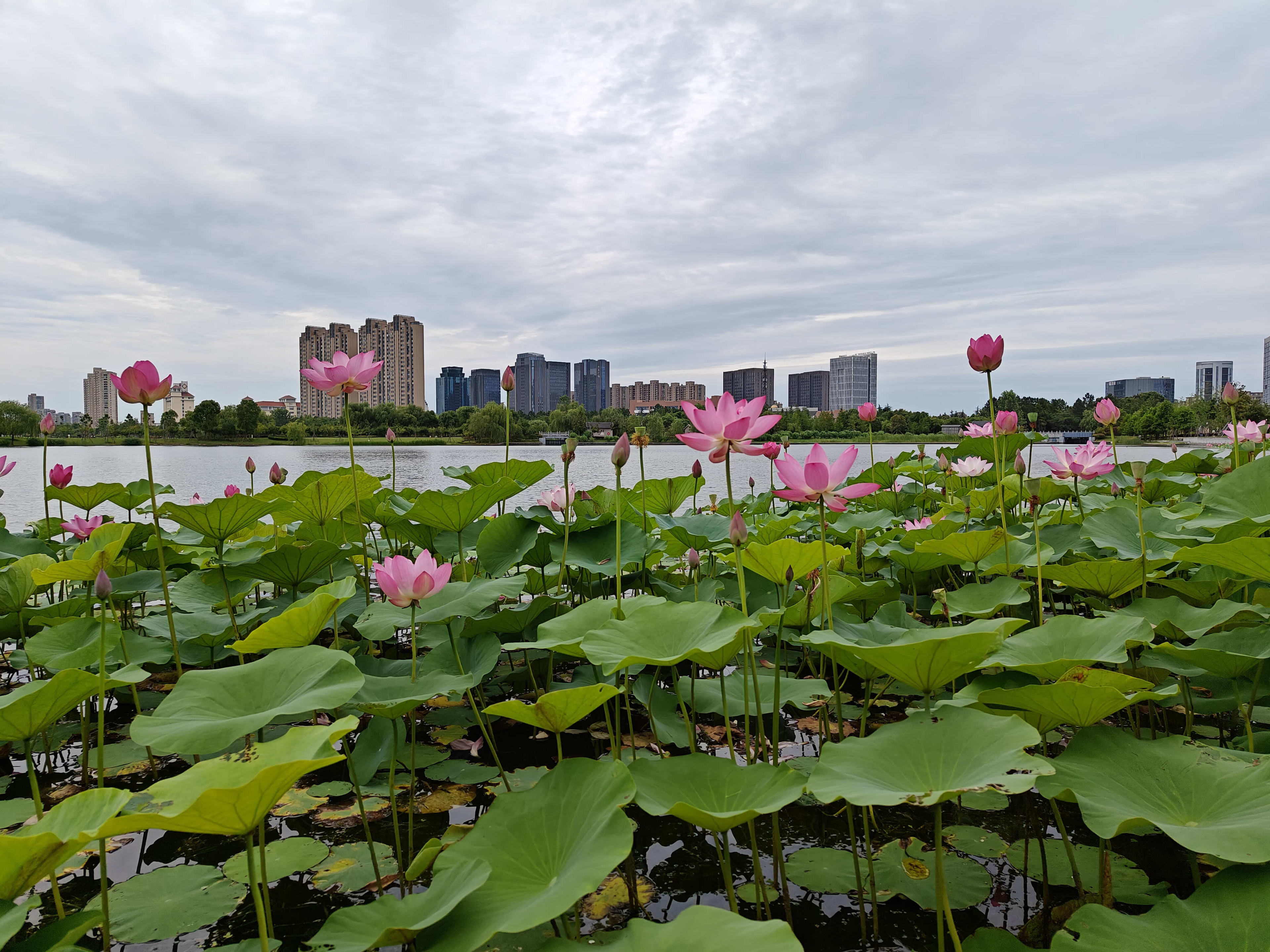 Water Lily Pond