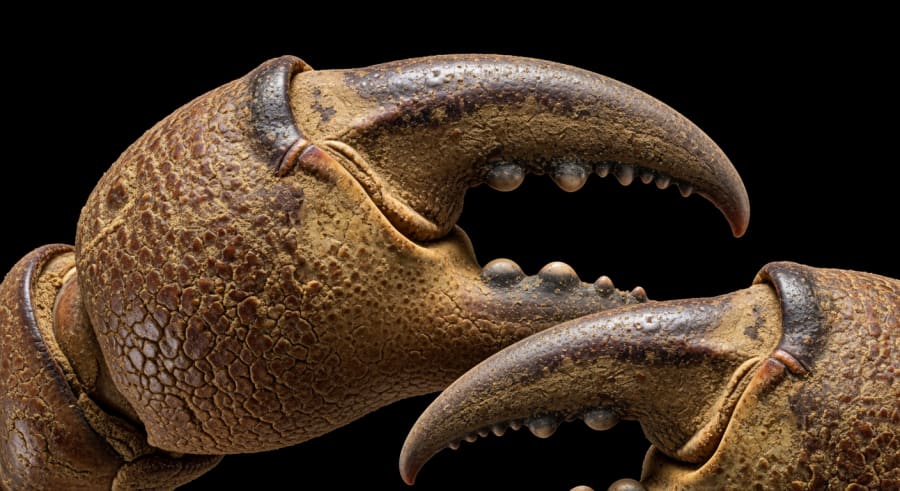 close-up of ancient bug's crab-like claws with detailed texture