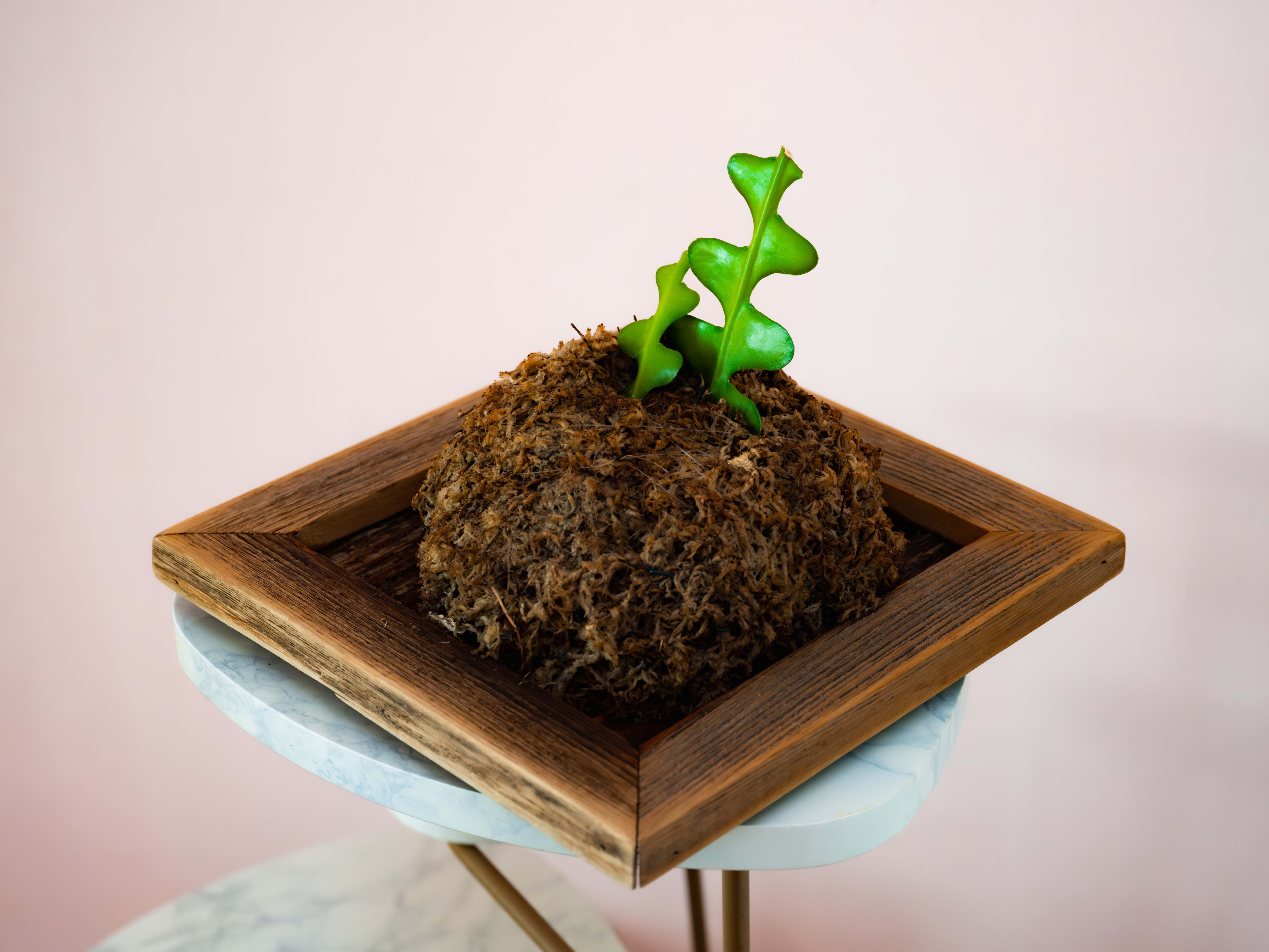 Fishbone Cactus — Reclaimed Softwood