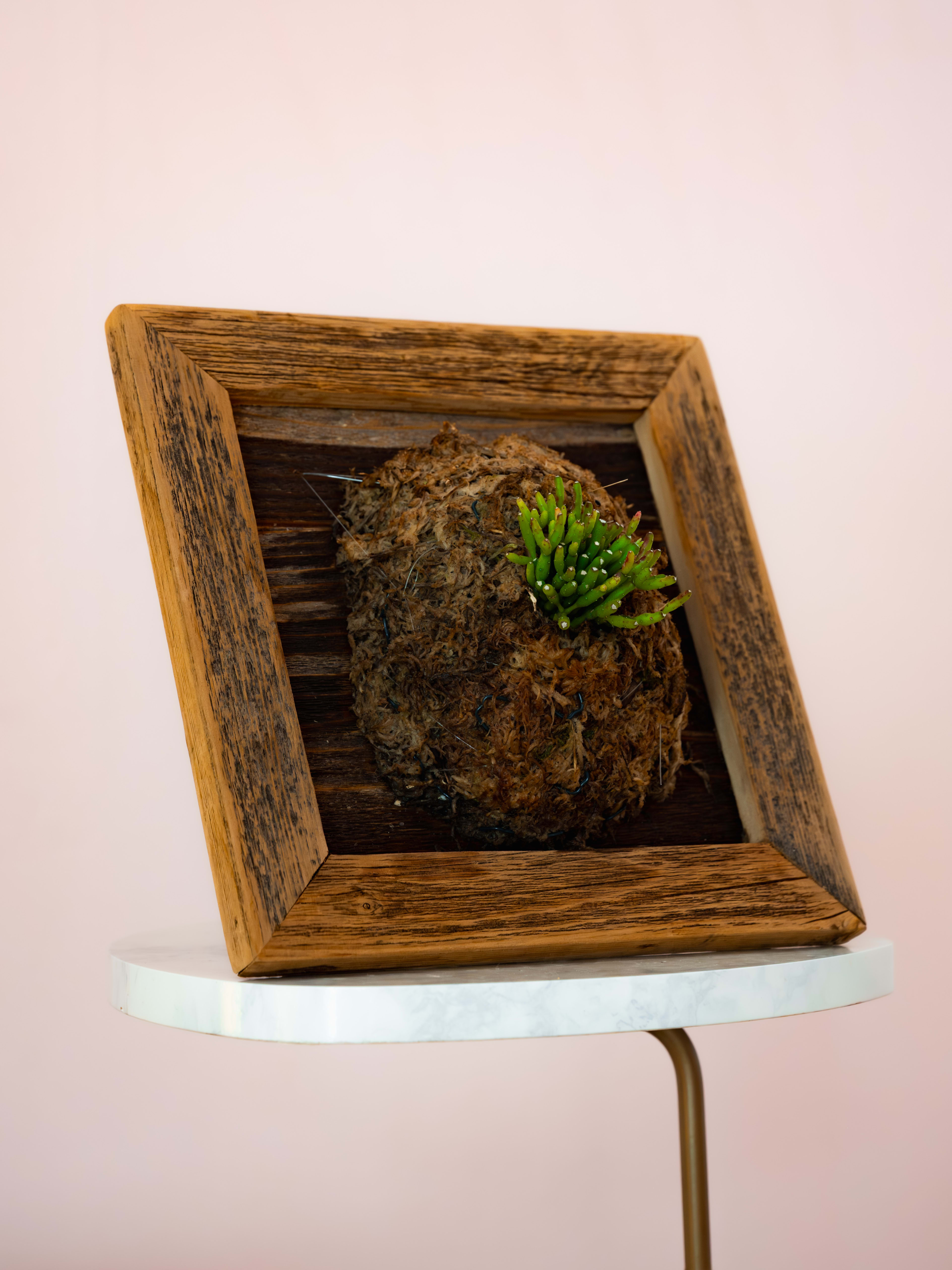 Dancing Bones Cactus — Reclaimed Shadow Box