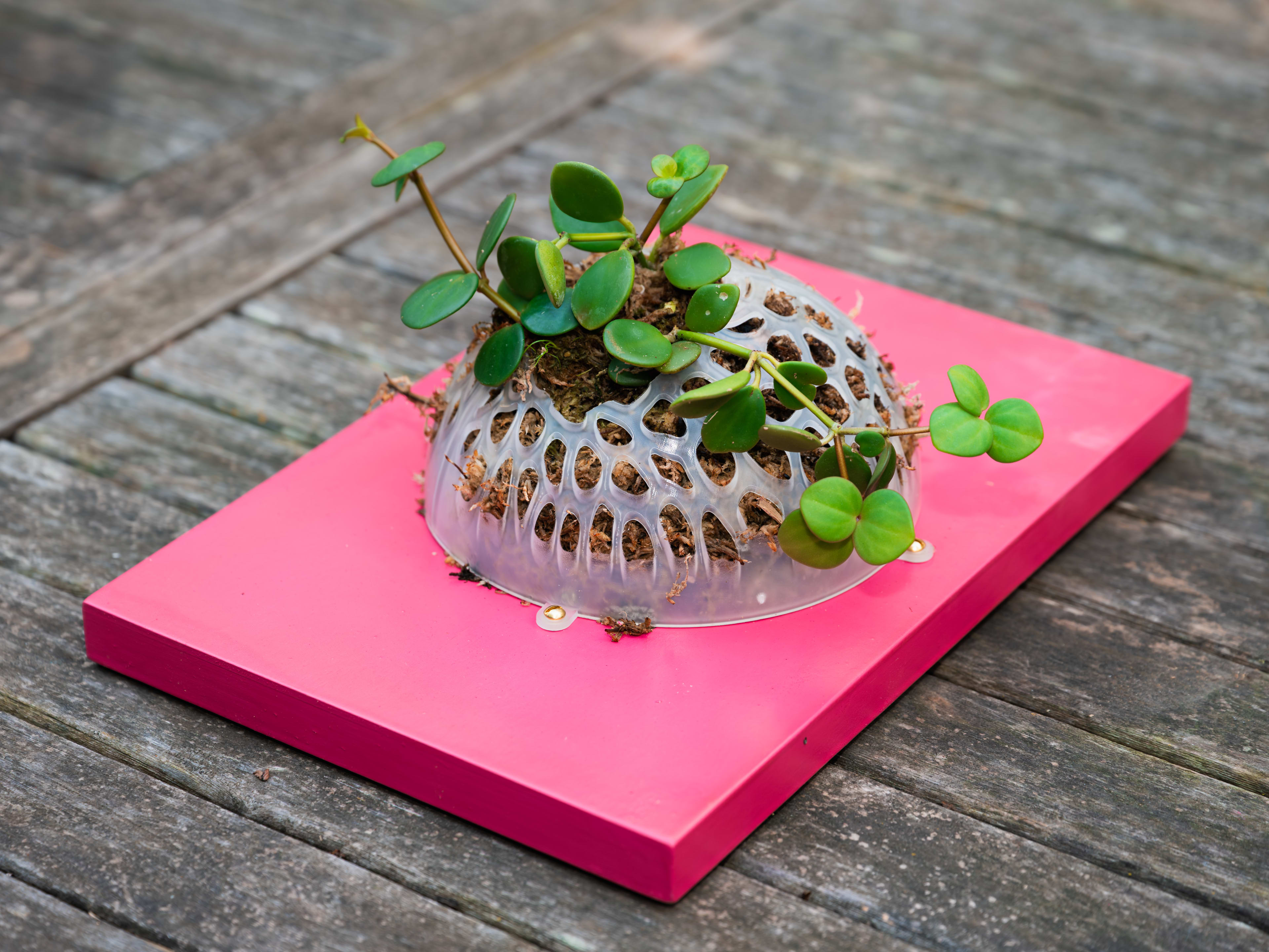 Plant lifestyle photo